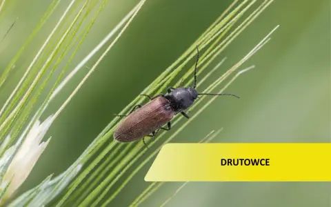 Brązowy chrząszcz, drutowiec, na źdźble trawy. Zwalczanie tych szkodników jest kluczowe dla upraw.