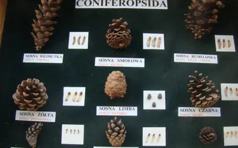 Kiedy spadają szyszki, można podziwiać różnorodność gatunków sosny, od długiej wejmutki po małą górską.