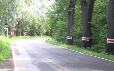 Droga zakręca wśród zieleni, a po prawej stronie stoją drzewa w skrajni, oznaczone białoczerwonymi pasami.